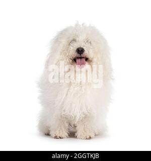 Niedliche weiße Kugel aus Flusen Bolognese Hund, sitzt nach vorne. Augen im Fell versteckt, aber in Richtung Kamera schauen. Zunge raus. Isoliert auf weißem Hintergrund Stockfoto