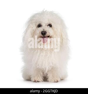 Niedliche weiße Kugel aus Flusen Bolognese Hund, sitzt nach vorne. Augen zeigen und auf die Kamera schauen. Zunge raus. Isoliert auf weißem Hintergrund. Stockfoto