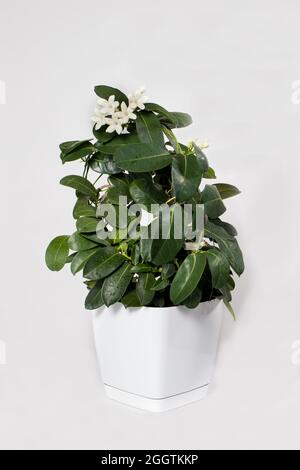 Zimmerpflanze Jasmin stephalotis Blume in einem Topf Blüten auf einem weißen Hintergrund isolieren vertikale Karte Stockfoto