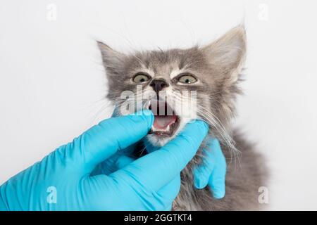 Untersuchung der Milchzähnenzunge bei einem 1 oder 2 Monate alten Kätzchen. Zahnmedizin für Katzen, Platz für Text Stockfoto