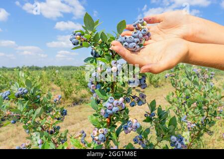 Nahaufnahme von weiblichen Händen mit einem Haufen Heidelbeeren auf dem Bauernhof Stockfoto