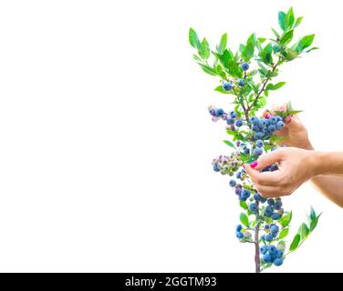 Ernteansicht von gepflegten weiblichen Händen, die Heidelbeeren eines Busches pflücken, der auf weißem, kopiertem Raum isoliert ist. Stockfoto