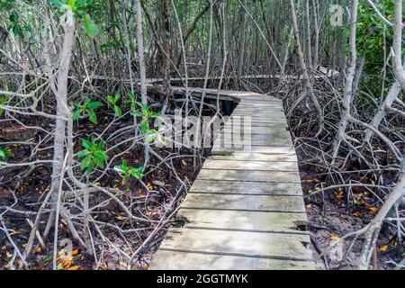 Promenade durch Mangrovenwald auf der Insel Palma des San Bernardo Archipels, Kolumbien Stockfoto