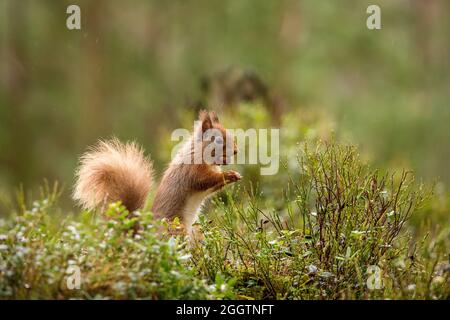 Eurasisches Rothörnchen (Sciurus vulgaris), das in Schottland Haselnüsse frisst Stockfoto