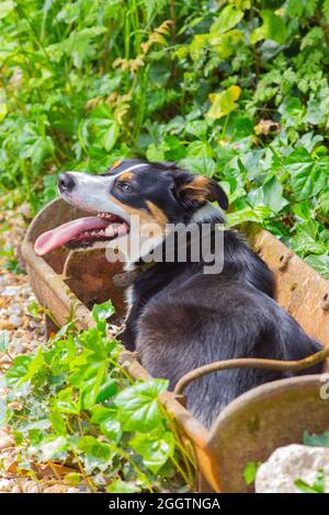 Dreifarbiger Border Collie Dog, der versucht, sich in einer fast leeren, alten gusseisernen Schweinetrog abzukühlen. Es ist eine schreckliche Notwendigkeit. Stockfoto