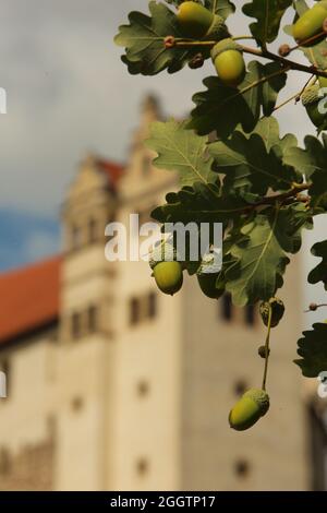 26. August 2021, Sachsen-Anhalt, Löbejün: Das historische Schloss Wettin thront auf einem Felsen im Hintergrund. Foto: Matthias Bein/dpa-Zentralbild/ZB Stockfoto