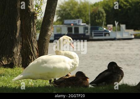 26. August 2021, Sachsen-Anhalt, Löbejün: Ein Schwan steht am Ufer der Saale im Dorf Wettin-Löbejün. Foto: Matthias Bein/dpa-Zentralbild/ZB Stockfoto