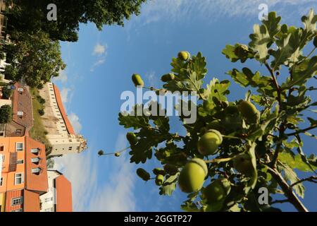 26. August 2021, Sachsen-Anhalt, Löbejün: Das historische Schloss Wettin thront auf einem Felsen im Hintergrund. Foto: Matthias Bein/dpa-Zentralbild/ZB Stockfoto