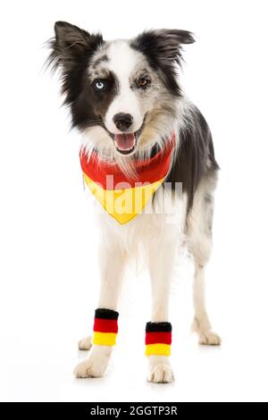 Border Collie Hund als deutscher Fußballfan Stockfoto