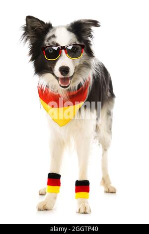 Border Collie Hund als deutscher Fußballfan Stockfoto