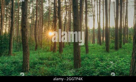 Sonnenuntergang Sonnenaufgang Sonne Sonnenschein Strahlend Durch Kiefern Im Sonnigen Sommer Nadelwald. Sonnenlicht Sonnenstrahlen Durch Die Wälder In Greenwood Forest Landscape Stockfoto