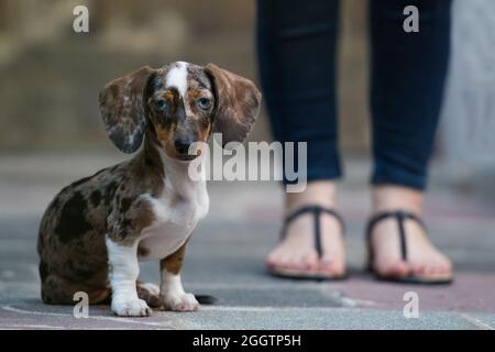 Tiger-Dackel sitzt auf einem Bürgersteig Stockfoto