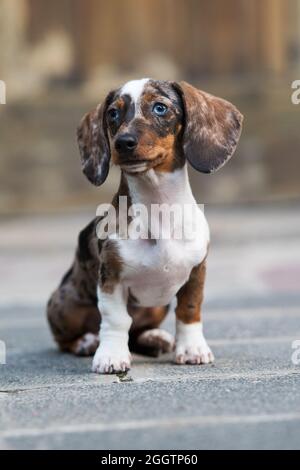 Tiger-Dackel sitzt auf einem Bürgersteig Stockfoto