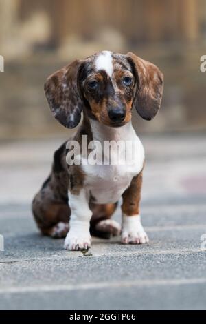 Tiger-Dackel sitzt auf einem Bürgersteig Stockfoto