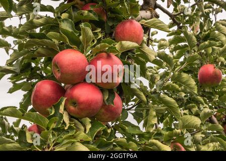 Reife, rote Äpfel hängen an einem Apfelbaum, Hagnau am Bodensee, Baden-Württemberg, Deutschland Stockfoto