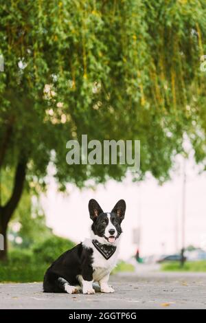 Witziger Cardigan Welsh Corgi Hund Sitzt Unter Baumzweigen Auf Der Straße. Welsh Corgi ist Ein kleiner Herdhund, der aus Wales stammt Stockfoto