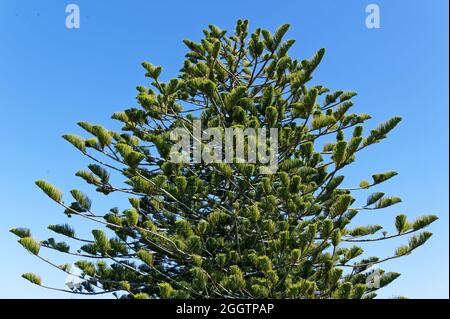 Kontrastierende Farben, das Dunkelgrün eines Baumes, Araucaria heterophylla oder die Norfolk Island Pine, gegen das Blau des Himmels Stockfoto