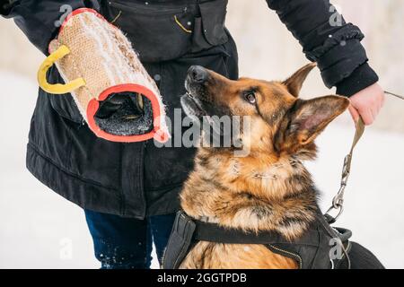 Ausbildung von Reinrassigen Schäferhund junger Hund oder elsässischen Wolf Hund. Angriff und Verteidigung. Training mit Muffe In der Wintersaison Stockfoto