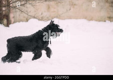Lustige Junge Schwarze Riese Schnauzer Oder Riesenschnauzer Hund Walking Outdoor Im Schnee Schneeverwehung Am Winter Snowy Day. Verspielte Haustiere Im Freien Stockfoto