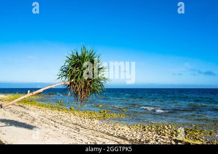 Palma aber der Hintergrund des blauen Meeres und weißen Sand und Steine, philippinen Stockfoto