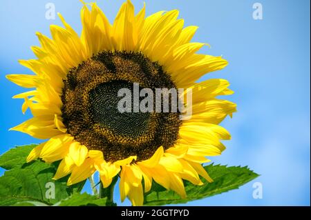 Sonnenblumenblüte gegen weiß-blauen Himmel Stockfoto