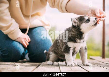 Vier-Wochen-alte Husky Puppy von weiß-grau-schwarz Farbe Essen aus den Händen der Besitzer Und Hilfe Mit Paw Stockfoto