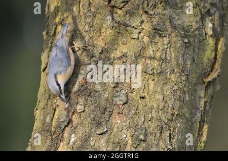 Gemeine Nuthatch - Holznuthatch - Europäische Nuthatch (Sitta europaea) auf der Nahrungssuche auf einem Baumstamm im Winter Belgien Stockfoto