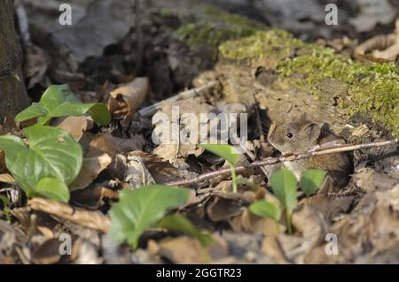 Bankmaus - Rotrückenmaus (Myodes glareolus - Clethrionomys glareolus), die im Frühjahr in Belgien auf einem toten Laub in einem Wald steht Stockfoto