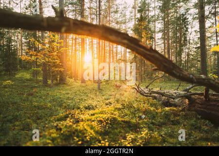 Sonnenlicht im grünen Wald, Sommerzeit. Gefallene Alte Kiefer Im Nadelwald Nach Starkem Wind Durch Den Sturm. Europäischer Grüner Nadelwald Stockfoto
