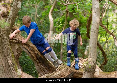 Zwei junge Jungen, Brüder, Geschwister, klettern, klammernden, Balanciert auf einem abgefallenen toten Baumstamm im Wald. Gemeinsame Naturfindung, Selbstfindung. Stockfoto