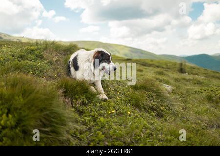 Schöne Aussicht auf die Berglandschaft. Großer weiß brauner Schäferhund liegt auf einem Hügelgras und wacht. Stockfoto