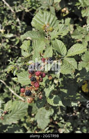 Brombeere - Brameberry - Brambleberry - Brombeere (Rubus fruticusus) in Obst im Sommer Belgien Stockfoto