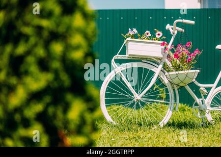 Dekorative Retro Vintage Modell Fahrrad Ausgestattet Korb Blumen Garten Auf Dem Hintergrund Des Grünen Zaun. Sommerblumen-Bett Mit Petunias. Landschaftsgestaltung Stockfoto