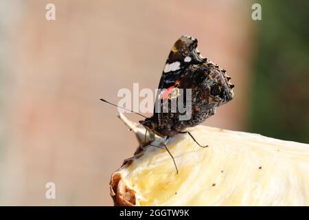 atalanta-Schmetterling, der sich von einer Ananasscheibe ernährt Stockfoto