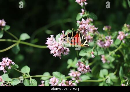 Farbenfroher, tagesfliegender Motten-Jersey-Tiger, der auf rosa Marjoram-Blumen sitzt Stockfoto