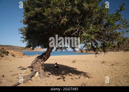 Schöner mediterraner Baum vor dem herrlichen Sandstrand von Tris Klisies in iOS Griechenland Stockfoto