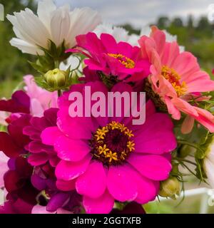 Frisch gepflückt Blumenstrauß auf Zuteilung Website. Stockfoto