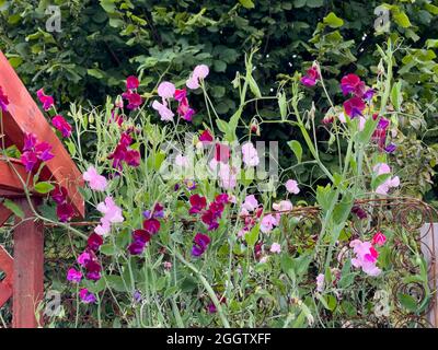 Sweet Peas auf einer Zuteilungsstelle wächst ein rostig altes Bett auf. Stockfoto