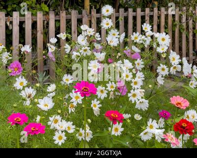 Schnitt Blumenbeet auf einer Zuteilung Website Stockfoto