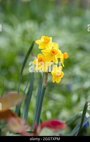 jonquil (Narcissus jonquilla 'Martinette', Narcissus jonquilla Martinette), blühend, Sorte Martinette, Deutschland Stockfoto