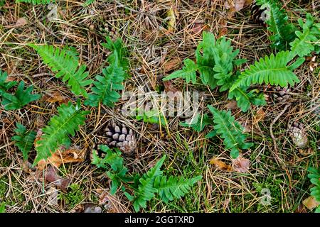 Gewöhnlicher Polypody (Polypodium vulgare), Waldboden im Kiefernwald mit Zapfen, Farn und Nadeln, Deutschland, Mecklenburg-Vorpommern, Rügen Stockfoto