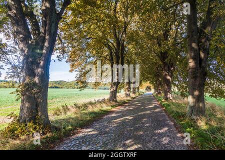 Gemeine Rosskastanie (Aesculus hippocastanum), Kastanienallee mit asphaltierter Straße, Deutschland, Mecklenburg-Vorpommern, Rügen Stockfoto