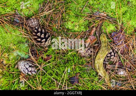 Waldboden im Kiefernwald mit Zapfen, Moos und Nadeln, Deutschland, Mecklenburg-Vorpommern, Rügen Stockfoto