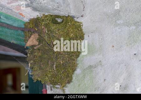 Winterzackmäher (Troglodytes troglodytes), Nest eines Zackmädels, Kugelnest auf einer Theke eines Laubmädels, Deutschland Stockfoto