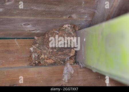 Winterzackmäher (Troglodytes troglodytes), Nest eines Zackmädels, Kugelnest auf einer Theke eines Laubmädels, Deutschland Stockfoto