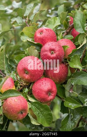 apfel (Malus domestica 'Pilot', Malus domestica Pilot), Äpfel auf einem tre, Kultivar Pilot Stockfoto