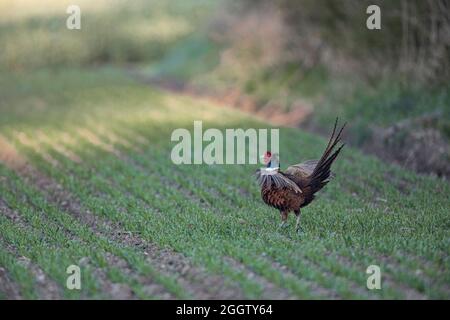 Gewöhnlicher Fasan, Kaukasus Fasan, kaukasischer Fasan (Phasianus colchicus), Männchen steht auf einem Feld mit flatternden Flügeln, Deutschland, Bayern Stockfoto