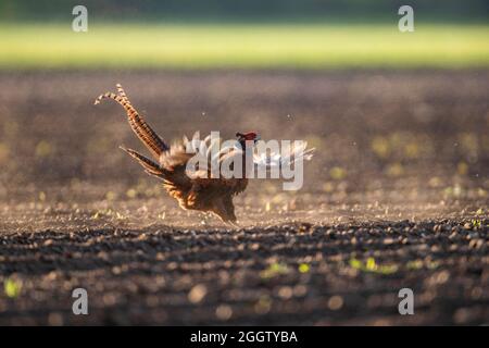 Gewöhnlicher Fasan, Kaukasus Fasan, kaukasischer Fasan (Phasianus colchicus), Männchen steht auf einem Feld mit flatternden Flügeln, Deutschland, Bayern Stockfoto