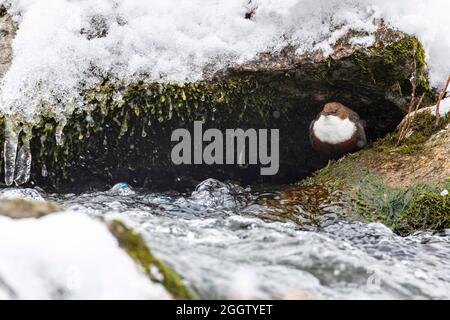 dipper (Cinclus cinclus), steht im Winter auf einem Felsen im Wasser, Deutschland, Bayern Stockfoto