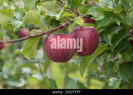 apfel (Malus domestica 'Cameo', Malus domestica Cameo), Äpfel auf einem tre, Sorte Cameo Stockfoto